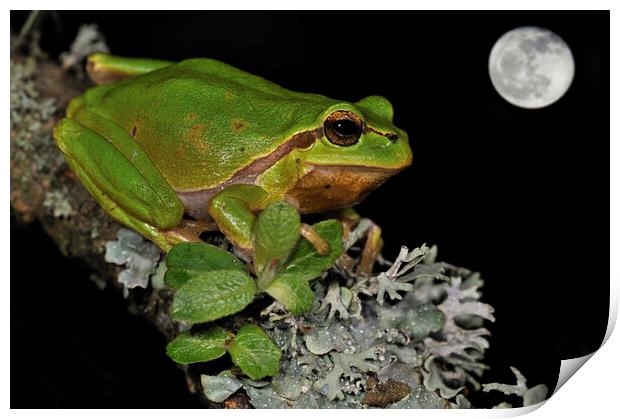 Tree Frog at Full Moon Print by Arterra 