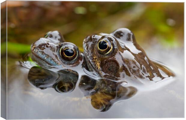 Brown Frog Couple in Pond Canvas Print by Arterra 