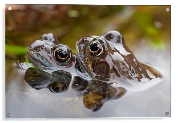 Brown Frog Couple in Pond Acrylic by Arterra 