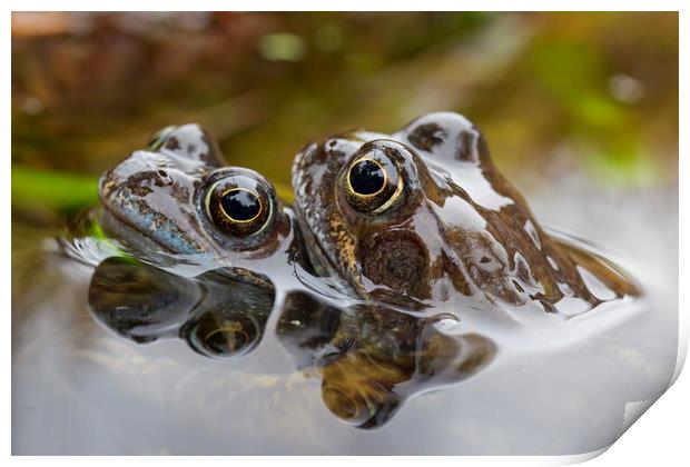 Brown Frog Couple in Pond Print by Arterra 