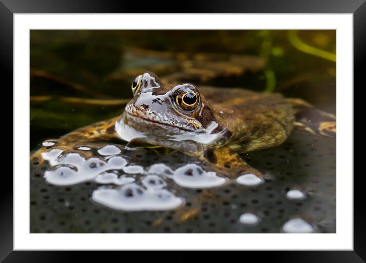Brown Frog in Pond with Frogspawn Framed Mounted Print by Arterra 