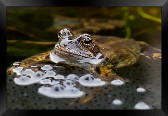 Brown Frog in Pond with Frogspawn Framed Print by Arterra 