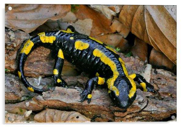 Fire Salamander in Woodland Acrylic by Arterra 