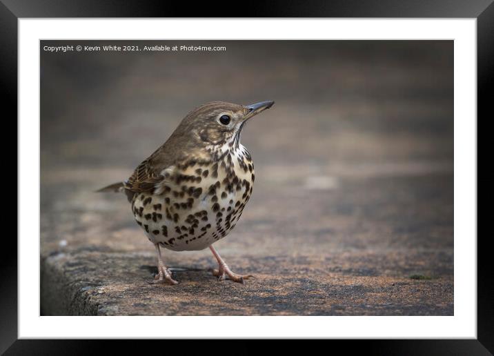 Song Thrush Framed Mounted Print by Kevin White