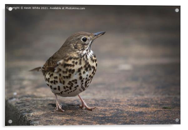 Song Thrush Acrylic by Kevin White