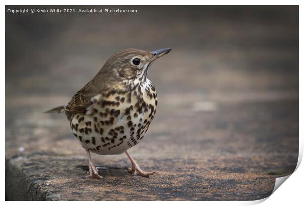 Song Thrush Print by Kevin White