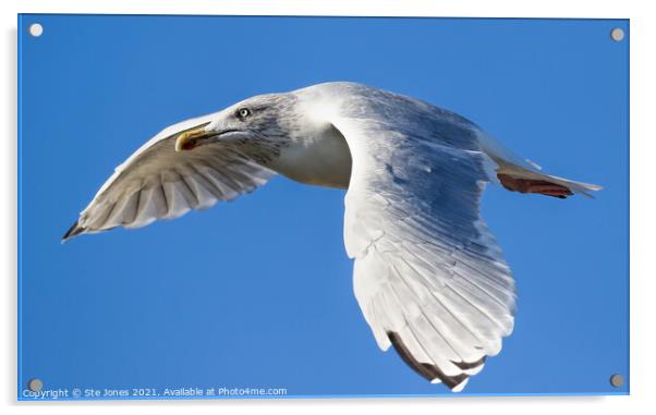 Gull In Flight Acrylic by Ste Jones