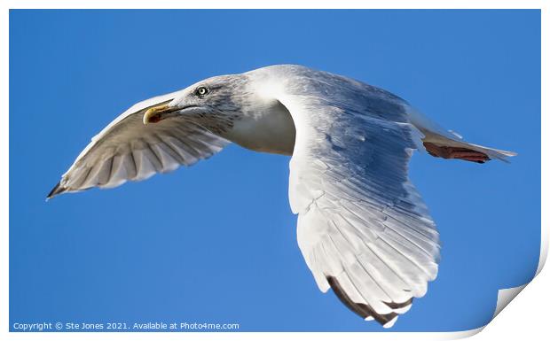 Gull In Flight Print by Ste Jones