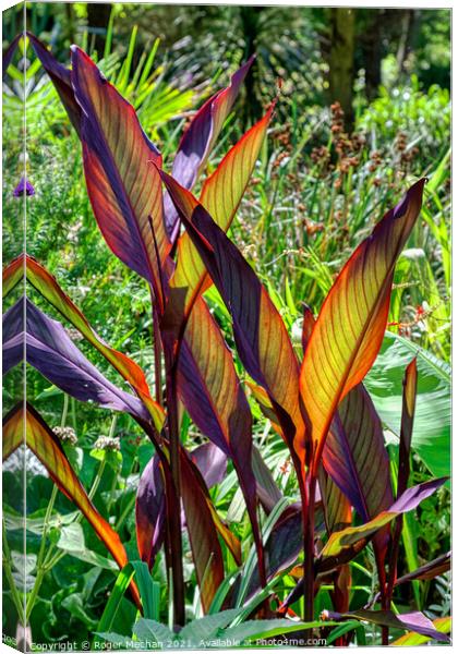 Radiant Canna Leaves Canvas Print by Roger Mechan