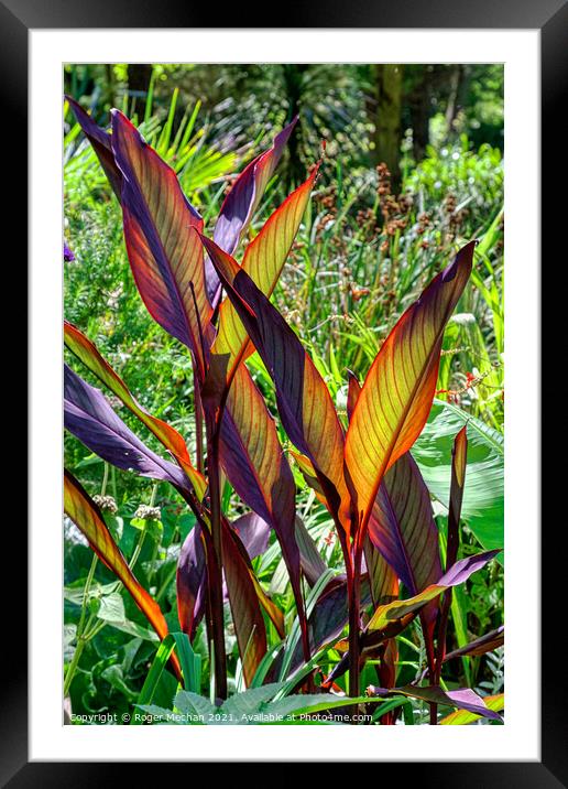 Radiant Canna Leaves Framed Mounted Print by Roger Mechan