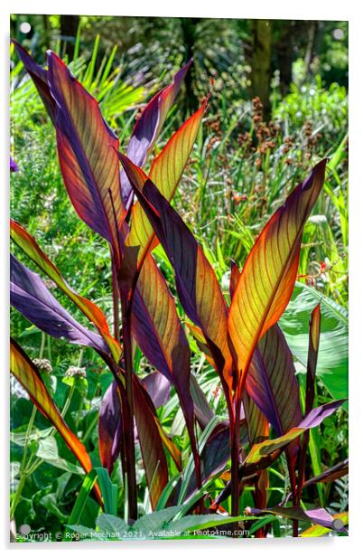 Radiant Canna Leaves Acrylic by Roger Mechan