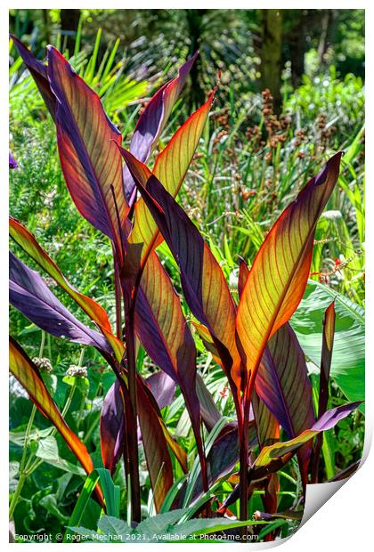 Radiant Canna Leaves Print by Roger Mechan