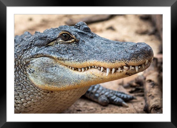 American Alligator Framed Mounted Print by Arterra 