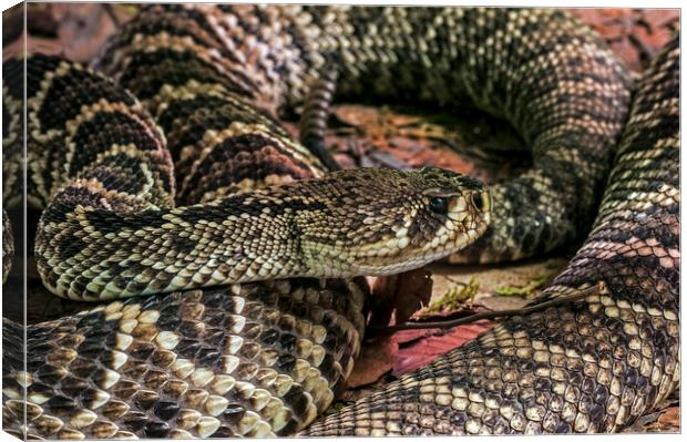 Eastern Diamondback Rattlesnake Canvas Print by Arterra 