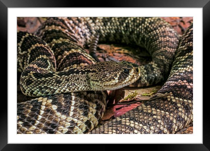 Eastern Diamondback Rattlesnake Framed Mounted Print by Arterra 