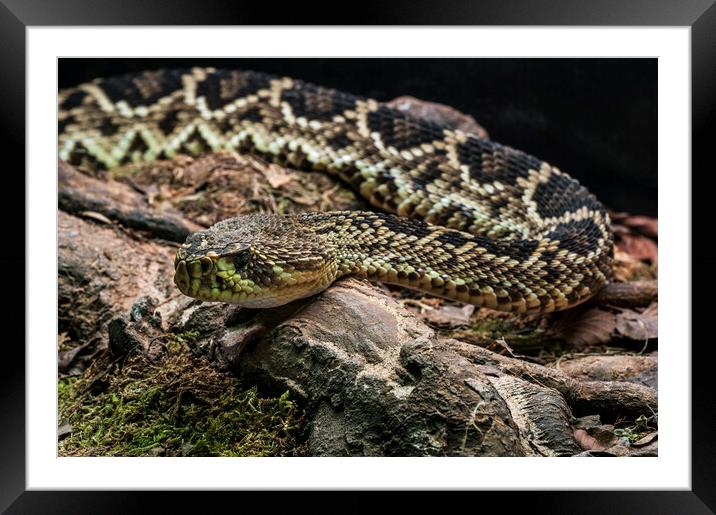 Eastern Diamond-backed Rattlesnake Framed Mounted Print by Arterra 