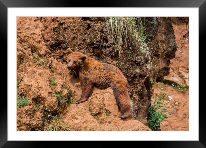 Brown Bear in Cliff Face Framed Mounted Print by Arterra 