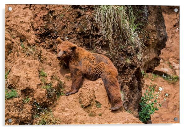 Brown Bear in Cliff Face Acrylic by Arterra 