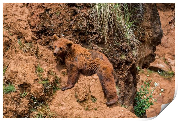 Brown Bear in Cliff Face Print by Arterra 