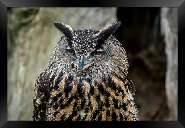 Eurasian Eagle Owl Framed Print by Arterra 