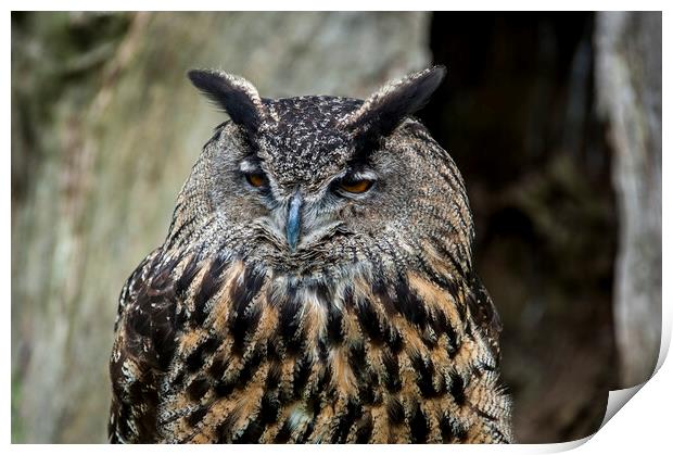 Eurasian Eagle Owl Print by Arterra 