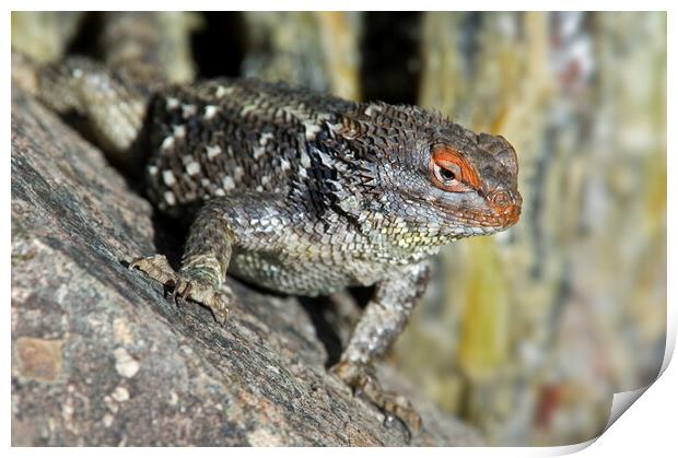 Desert Spiny Lizard Print by Arterra 