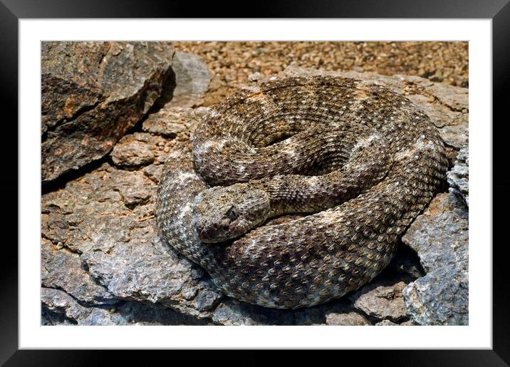 Southwestern Speckled Rattlesnake Framed Mounted Print by Arterra 