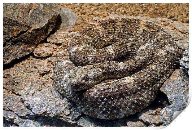 Southwestern Speckled Rattlesnake Print by Arterra 