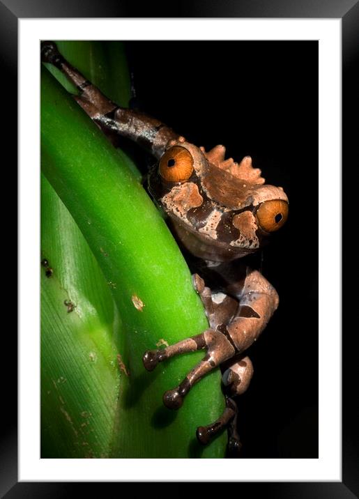 Spiny Headed Tree Frog Framed Mounted Print by Arterra 