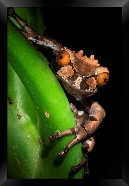 Spiny Headed Tree Frog Framed Print by Arterra 