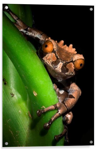 Spiny Headed Tree Frog Acrylic by Arterra 
