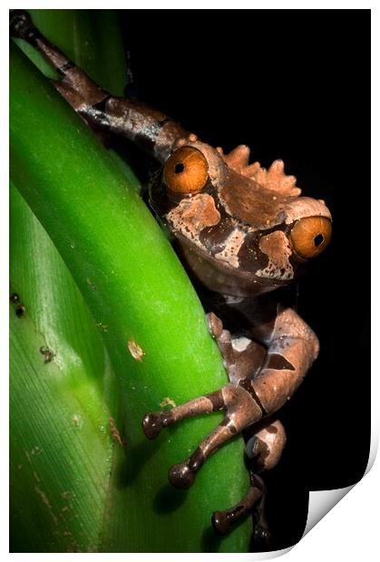 Spiny Headed Tree Frog Print by Arterra 