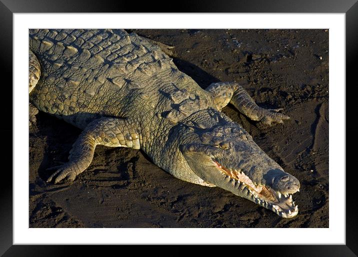 American Crocodile Framed Mounted Print by Arterra 