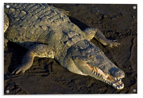 American Crocodile Acrylic by Arterra 