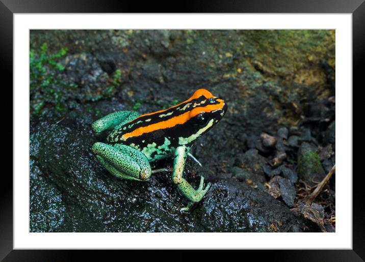 Golfo Dulcean Poison Dart Frog Framed Mounted Print by Arterra 
