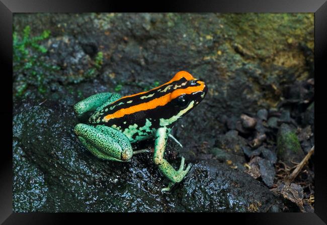 Golfo Dulcean Poison Dart Frog Framed Print by Arterra 