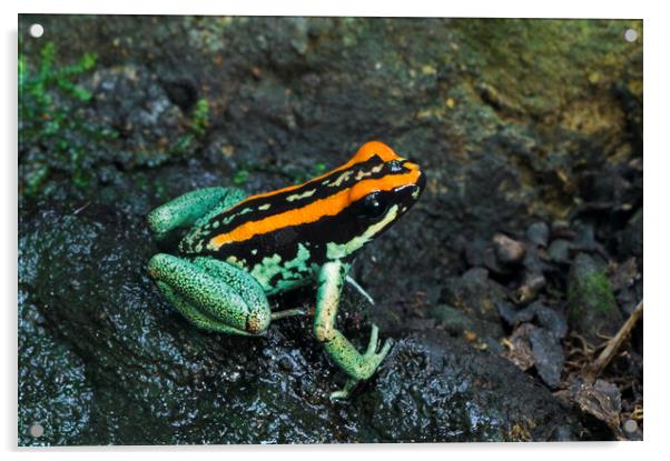 Golfo Dulcean Poison Dart Frog Acrylic by Arterra 