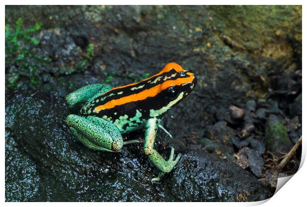 Golfo Dulcean Poison Dart Frog Print by Arterra 