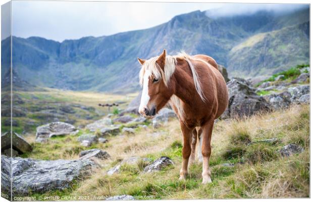 Welsh pony 654 Canvas Print by PHILIP CHALK