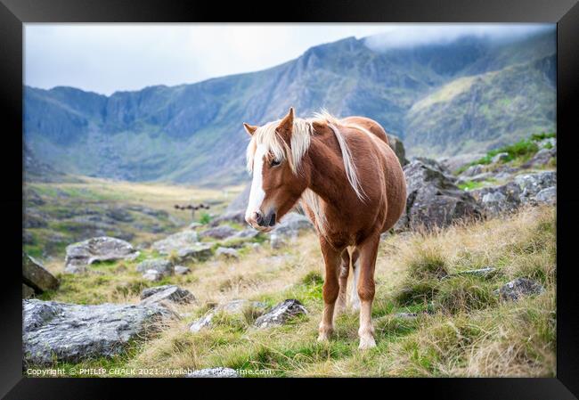 Welsh pony 654 Framed Print by PHILIP CHALK