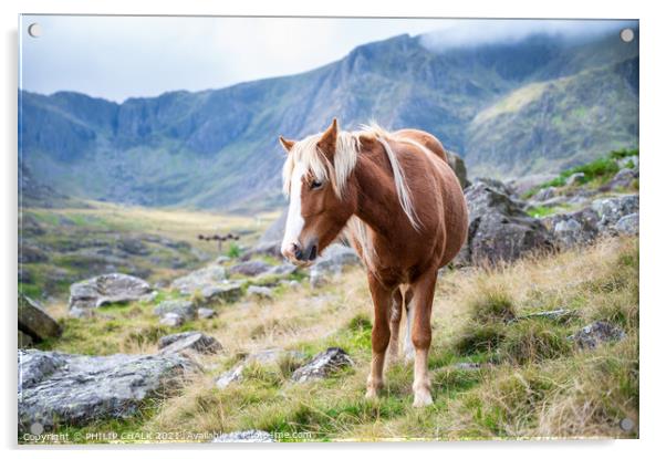 Welsh pony 654 Acrylic by PHILIP CHALK