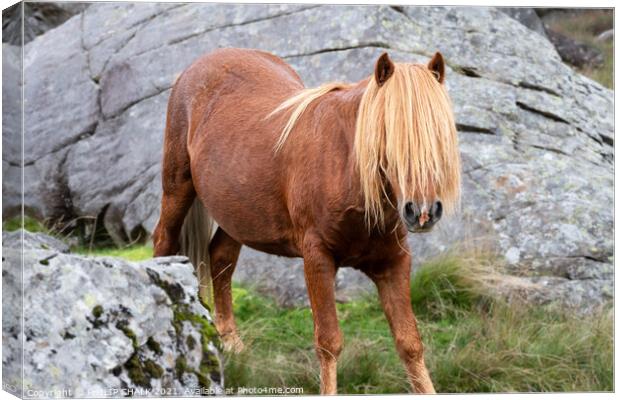 Welsh pony 655 Canvas Print by PHILIP CHALK