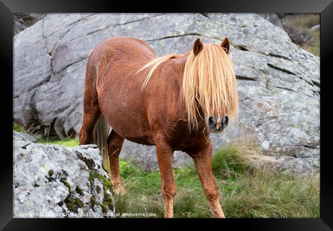 Welsh pony 655 Framed Print by PHILIP CHALK