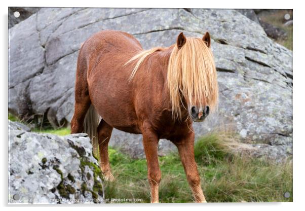 Welsh pony 655 Acrylic by PHILIP CHALK