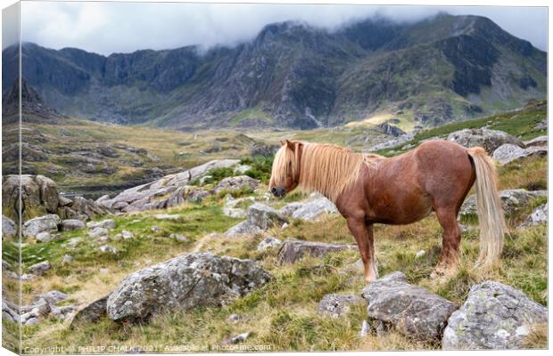 North Wales pony 656 Canvas Print by PHILIP CHALK