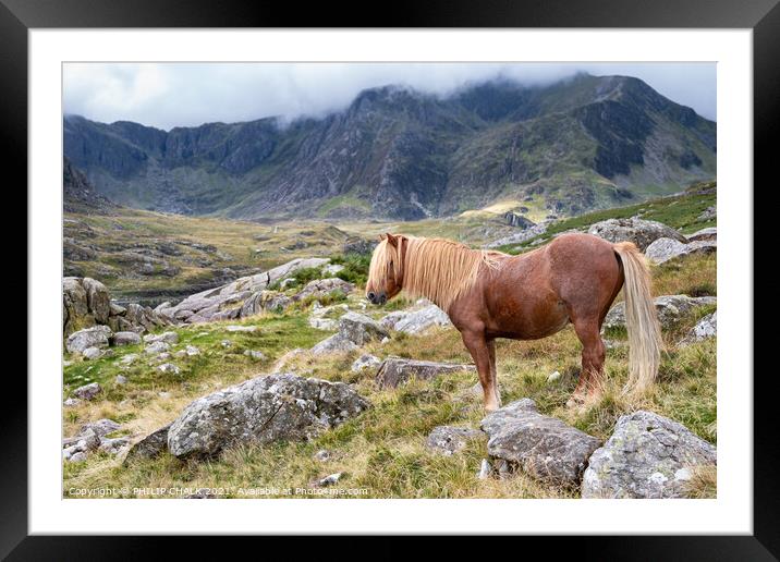 North Wales pony 656 Framed Mounted Print by PHILIP CHALK