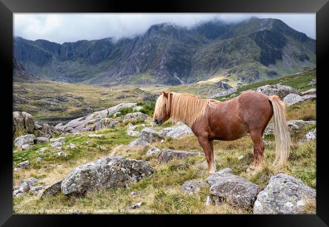 North Wales pony 656 Framed Print by PHILIP CHALK