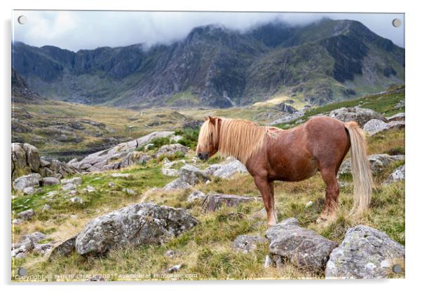 North Wales pony 656 Acrylic by PHILIP CHALK