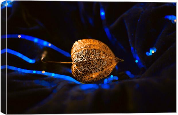 Golden Seed Pod on Blue Velvet Canvas Print by Alison Chambers