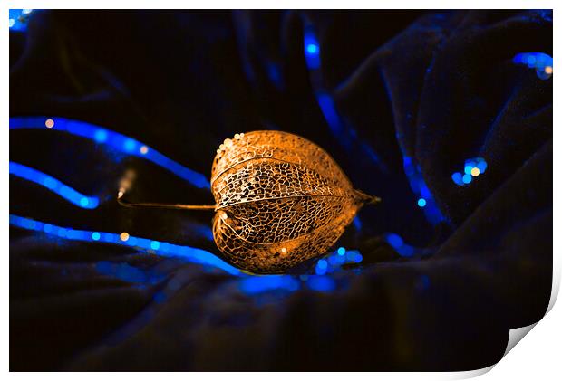 Golden Seed Pod on Blue Velvet Print by Alison Chambers